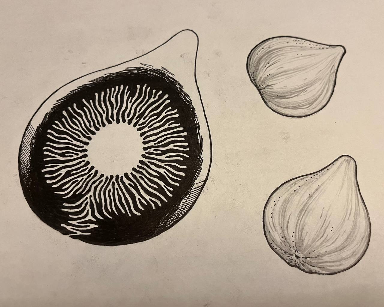 Fig Illustration