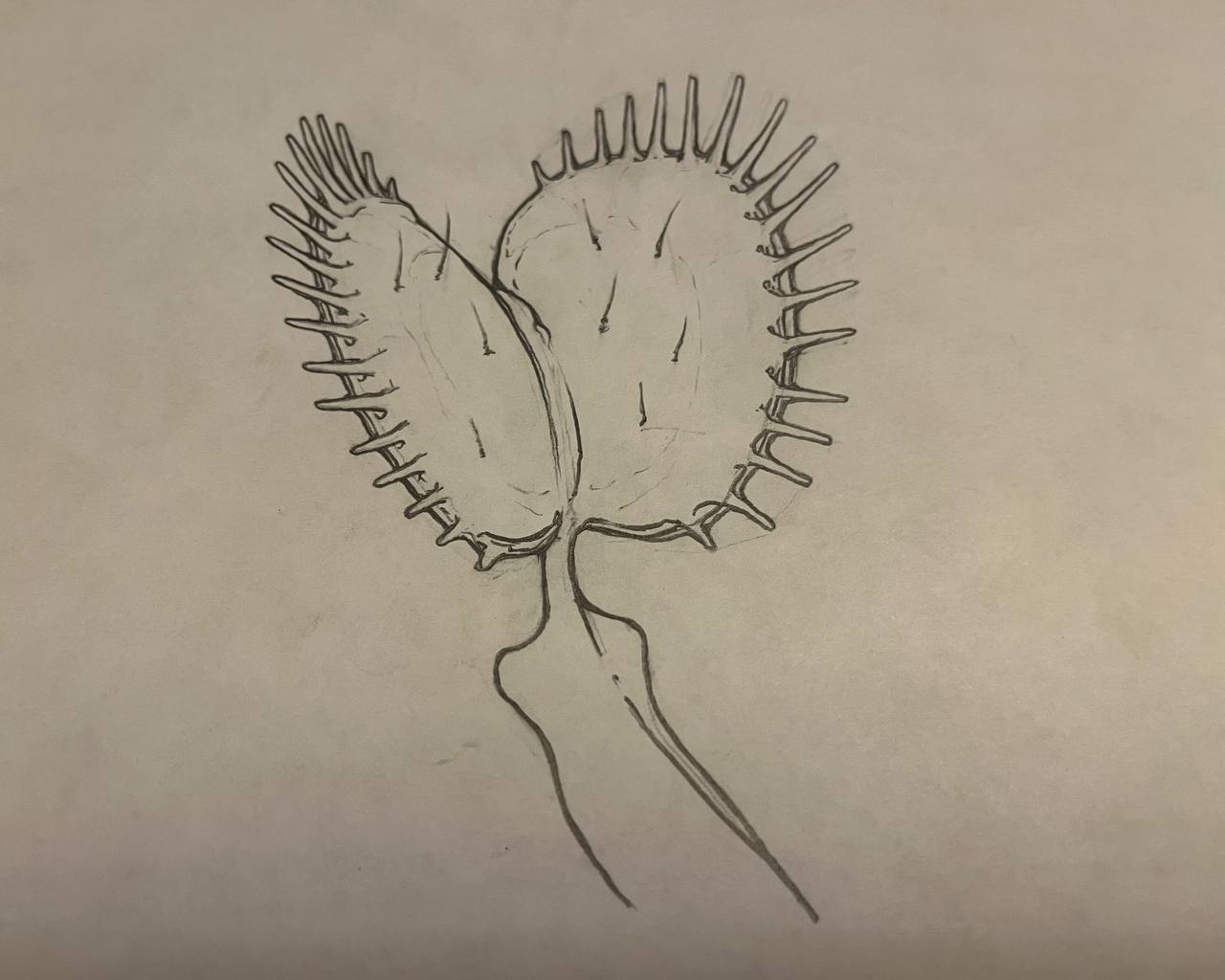 Venus Flytrap Illustration