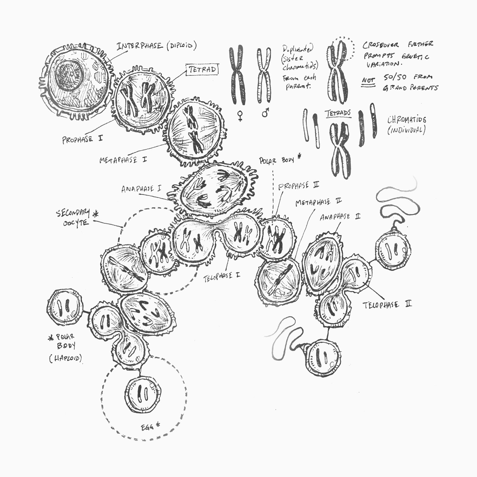 Meiosis Process 1