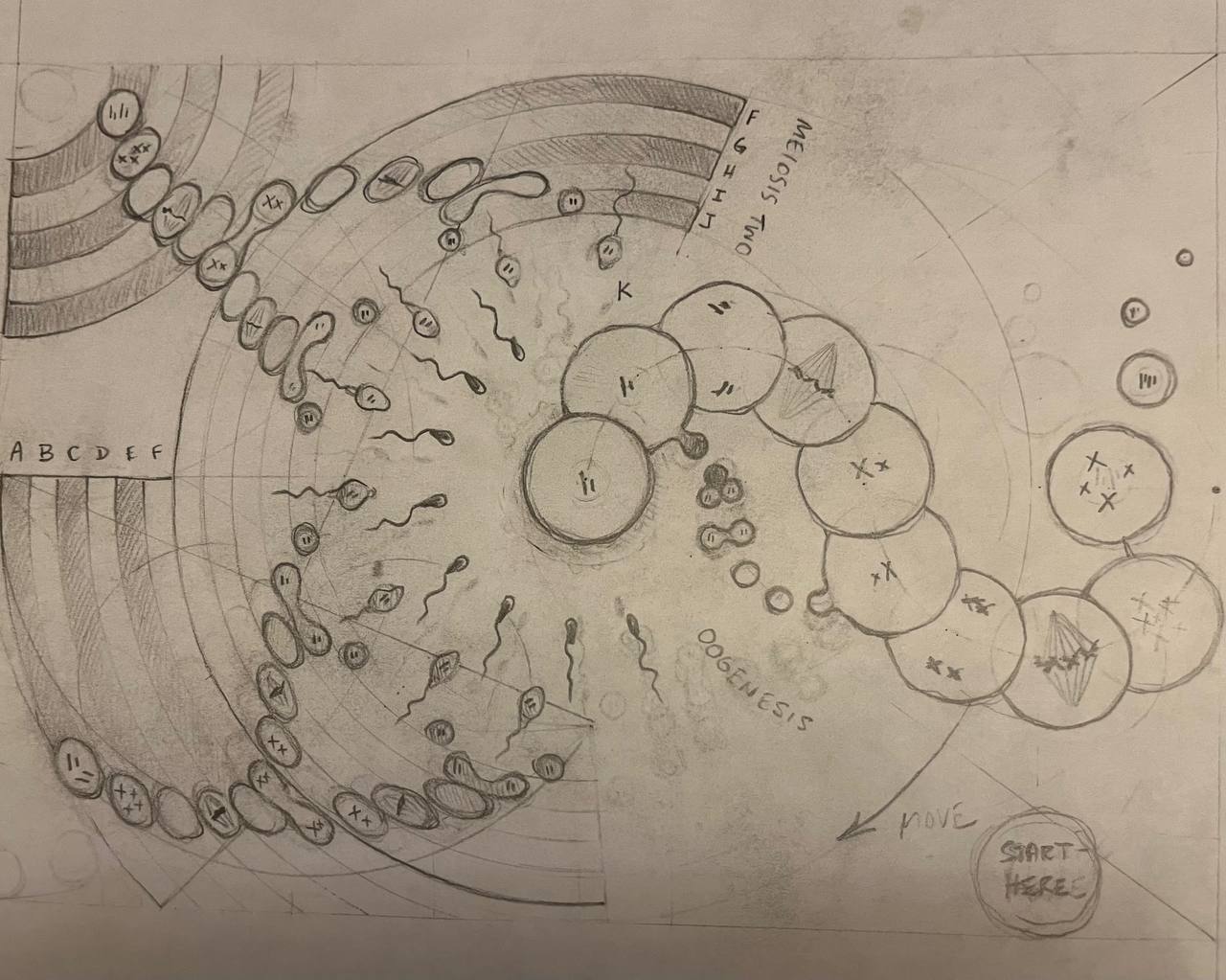 Meiosis Process 1