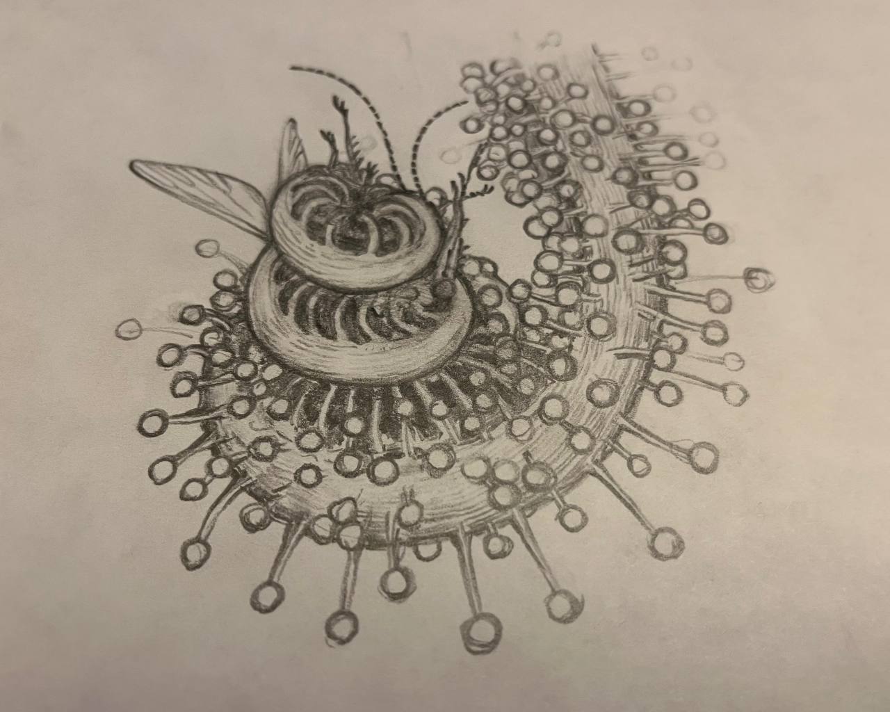 Sundew Plant Illustration