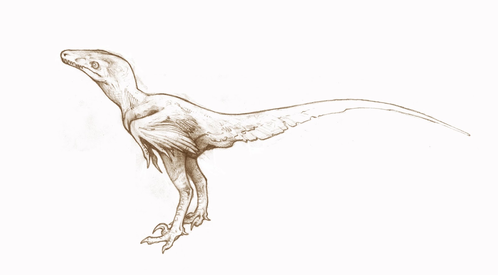 Troodon Dinosaur